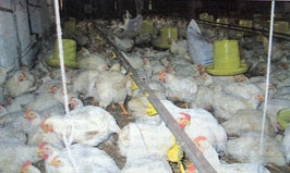 Ðiều kiện chăn nuôi, vận chuyển, buôn bán gia cầm và sản phẩm gia cầm