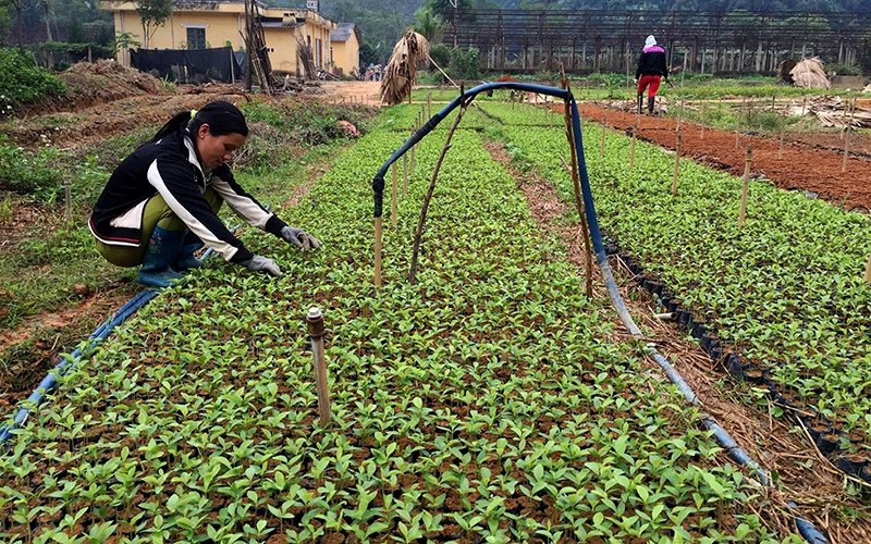 Sản xuất cây giống tại Công ty TNHH một thành viên Lâm nghiệp Bắc Cạn. Ảnh: PHƯƠNG THẢO