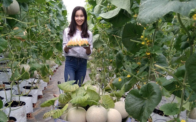 Chị Nguyễn Thị Mai Khương tại vườn dưa lưới công nghệ cao ở TP Long Xuyên.