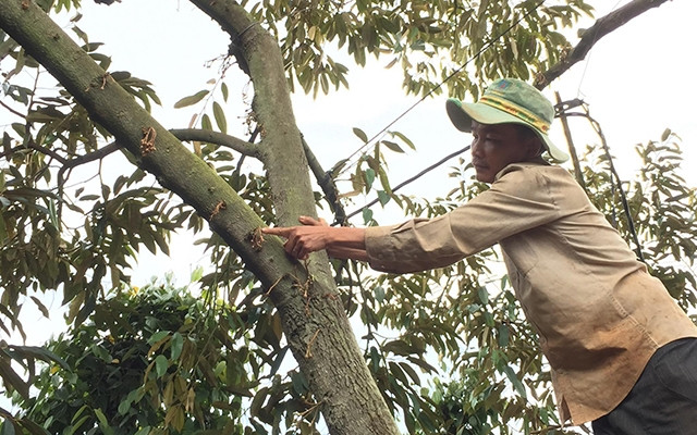Hơn 60 cây sầu riêng của gia đình anh Nguyễn Công Lợi bị rụng lá và hoa hàng loạt, nghi bị đối tượng xấu đầu độc bằng thuốc diệt cỏ.