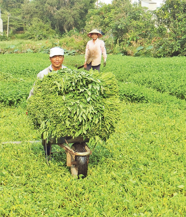 Nông dân xã Nhị Bình, huyện Hóc Môn thu hoạch rau muống được trồng theo quy trình VietGap.