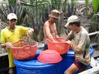 Bài học nuôi tôm từ Thái-lan