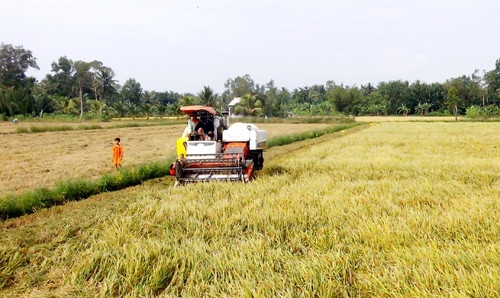 Thu hoạch lúa trên cánh đồng mẫu lớn.