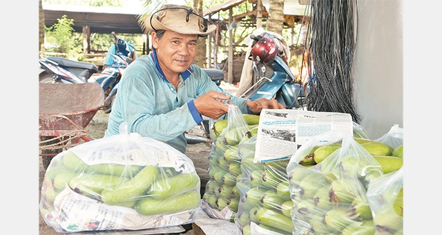 Nông dân Hợp tác xã rau an toàn Long Mỹ, huyện Hòa Thành (Tây Ninh) thu hoạch rau quả an toàn. 