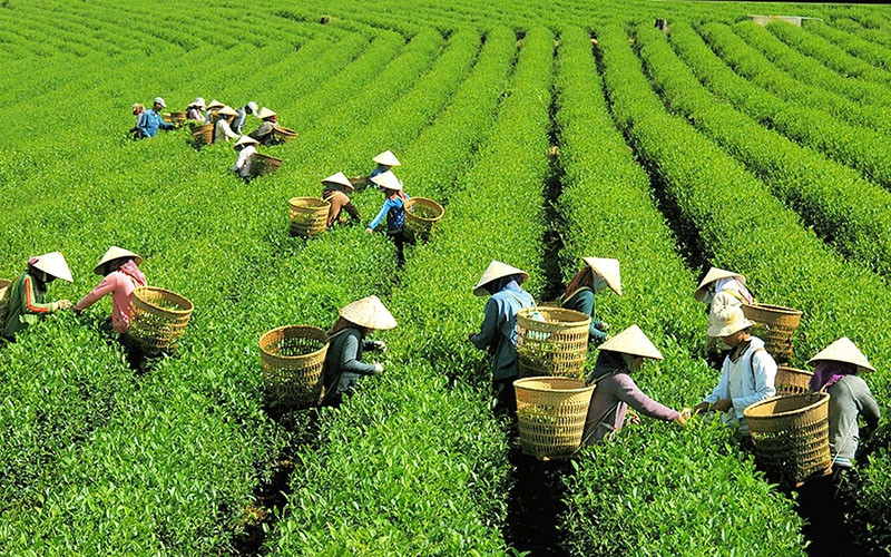 Ðồi chè Bảo Lộc.