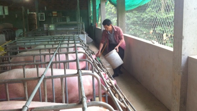 Nhiều hộ gia đình ở thị trấn Lao Bảo, huyện Hướng Hóa (Quảng Trị) xây dựng trang trại chăn nuôi có hiệu quả.