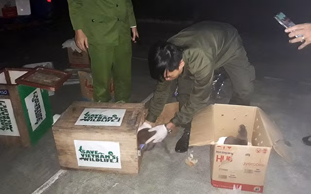 Lực lượng cứu hộ đang tổ chức sơ cứu cho rái cá vuốt bé.