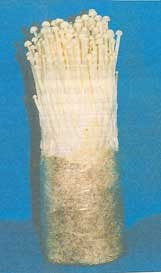 Đã có nấm kim châm Việt Nam