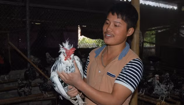 Anh Hợi là người đầu tiên mang giống gà quý phi về miền Bắc nhân giống, biến gà quý phi từ cảnh thành gà cảnh thành gà thương phẩm.
