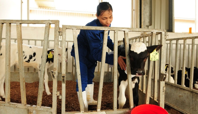 Chị Nguyễn Thị Vinh, nhân viên trại bò hữu cơ chăm sóc chú bê True Organic (chú bê đầu tiên của trang trại được sinh ra từ bò mẹ hữu cơ) tỉ mỉ như người mẹ chăm sóc con.