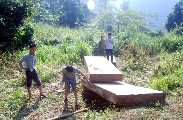 Gỗ nghiến bị lực lượng chức năng phát hiện tại thôn Bản Xám, xã Ngọc Minh, huyện Vị Xuyên.