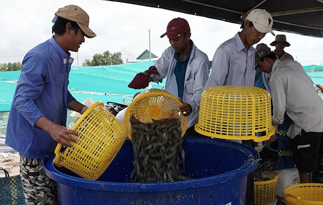 Con tôm Cà Mau có “chỗ đứng” trên thị trường xuất khẩu nhờ truy xuất được nguồn gốc. 