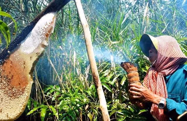 Nghề gác kèo ong của cư dân miệt rừng U Minh Hạ.