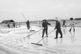 Sản xuất muối tại huyện Cam Ranh, Khánh Hòa.
