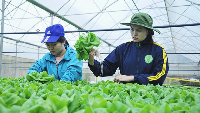 Việt Nam nên dựa vào nông nghiệp, phát triển kinh tế nông thôn. Ảnh: SONG ANH