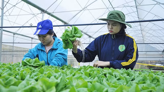 Việt Nam nên dựa vào nông nghiệp, phát triển kinh tế nông thôn. Ảnh: SONG ANH