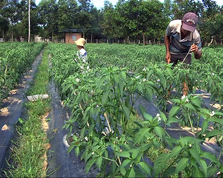 Nhiều hộ dân ở huyện Tánh Linh (Bình Thuận) trồng cây ớt cho năng suất cao, mang lại hiệu quả kinh tế.    Ảnh: NGỌC KHÁNH