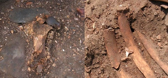 Các mẫu vật xương sư tử biển và cá mập phát hiện tại khu vực ngôi đền. 