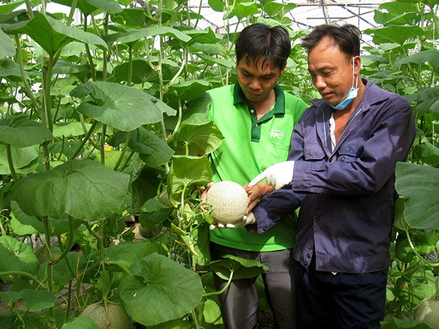 Thí điểm ứng dụng công nghệ cao trong sản xuất nông nghiệp tại TP Mỹ Tho, tỉnh Tiền Giang.