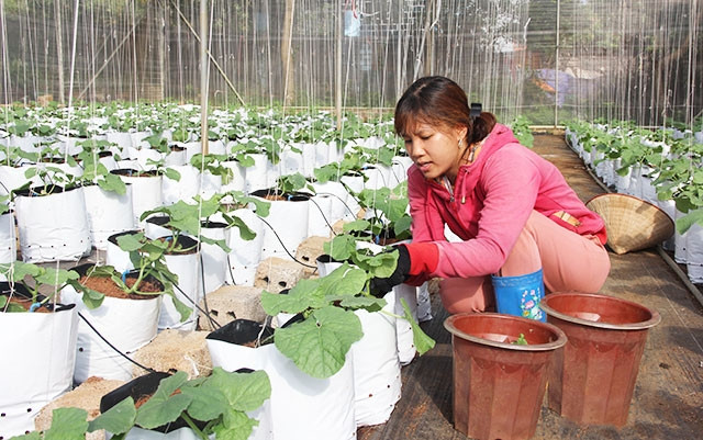 Công nhân Hợp tác xã hoa Mộc Châu chăm sóc cây giống trồng trong nhà kính.