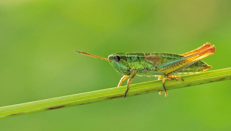 Quần thể các loài côn trùng như châu chấu vàng nhỏ đã giảm đáng kể. Ảnh: Martin Fellendorf, Đại học Ulm.