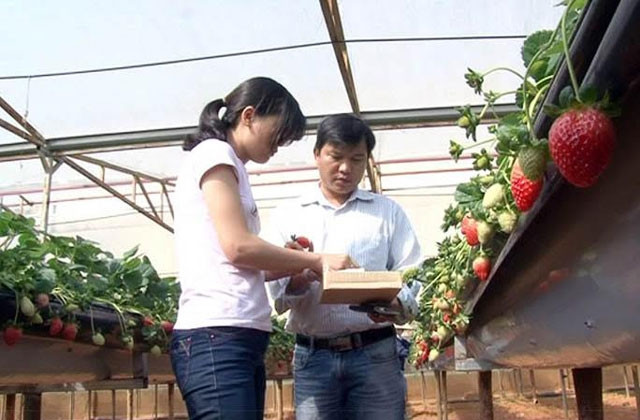 Trồng dâu tây trên giá thể tại Đà Lạt.