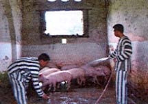 Sẵn sàng thực phẩm đón Tết.