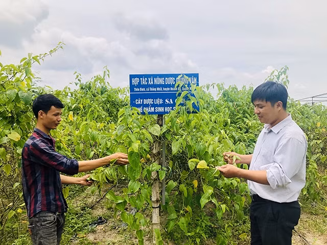 Mô hình trồng cây sachi của HTX Quang Vân, xã Thống Nhất, huyện Hoành Bồ (Quảng Ninh).