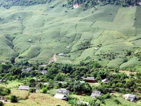 Diện tích ngô lấn rừng dọc quốc lộ 6, đoạn Yên Châu - Mộc Châu (Sơn La).