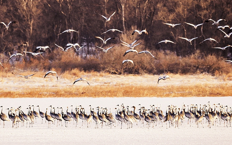 Động vật hoang dã trong khu DMZ liên Triều.