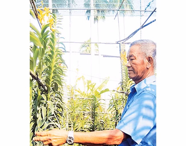 Ông Nguyễn Văn Ba chăm sóc vườn lan.