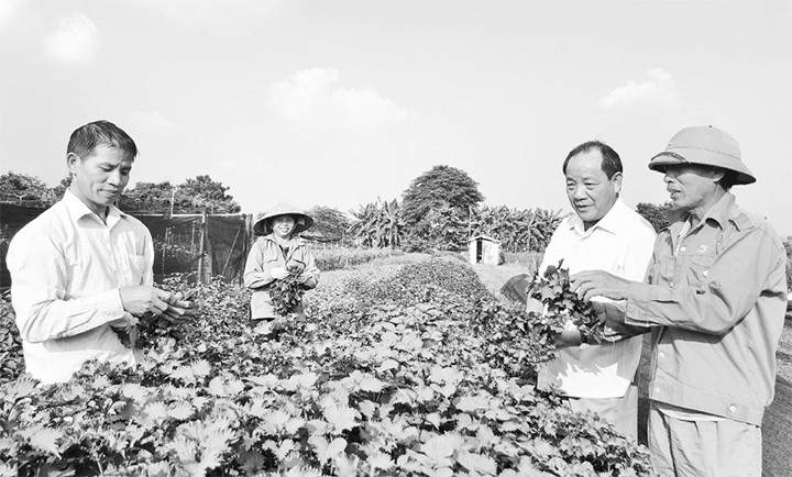 Ông Hồ Xuân Hùng (thứ hai từ phải sang) tìm hiểu mô hình trồng rau của nông dân tại phường Minh Khai, quận Bắc Từ Liêm (Hà Nội). 