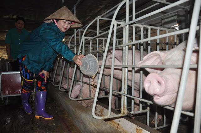 Chị Bùi Thị Huyền chăm sóc đàn lợn tại trang trại.