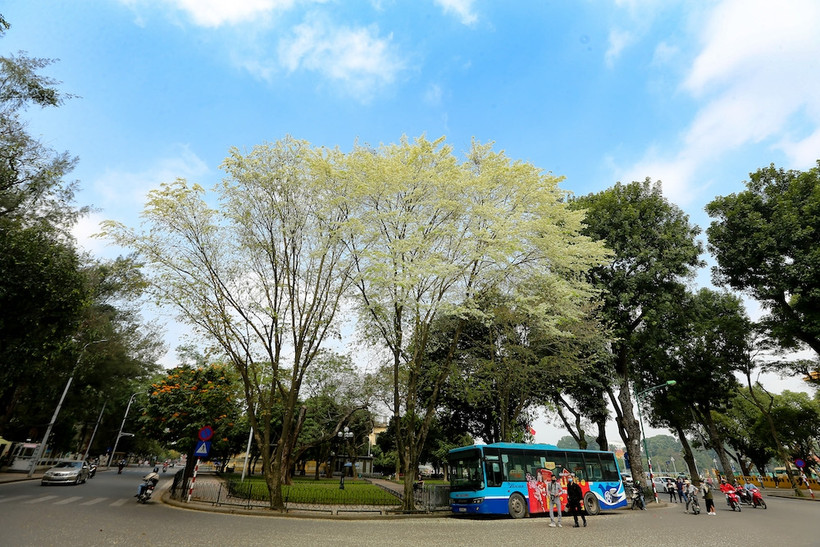 Ở Thủ đô Hà Nội những ngày này không khó để có thể bắt gặp những cây hoa sưa trắng muốt trên nhiều con phố. 