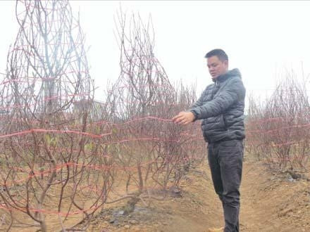 Trồng hoa và cây cảnh giúp người dân Uy Nỗ làm giàu.