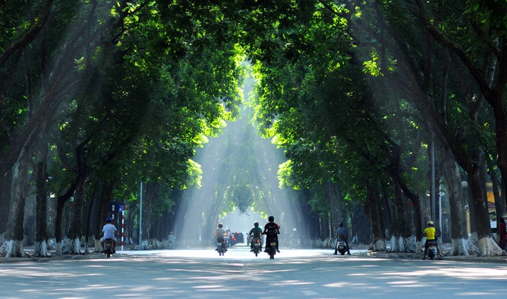 Hàng sấu cổ thụ trên phố Phan Đình Phùng (Hà Nội). Ảnh: TRỊNH XUÂN GIANG