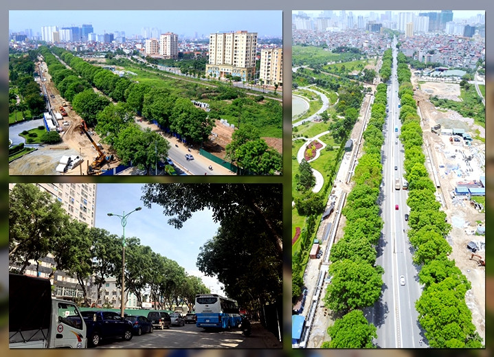 Cây xanh trên đường Phạm Văn Đồng nhìn cận cảnh và từ trên cao trước ngày bị chặt hạ, di dời. Ảnh: PHÙNG NGUYÊN và ĐÌNH HIẾU