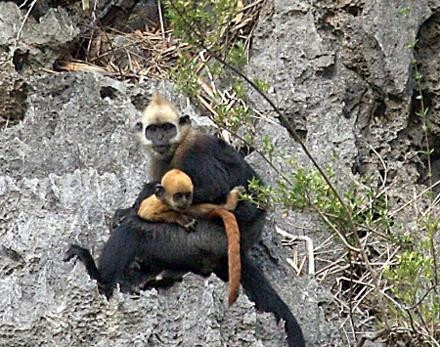 Di dời thành công hai cá thể Voọc Cát Bà