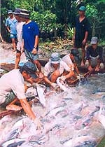 Hết “nhuệ khí” đi kiện chống bán phá giá!