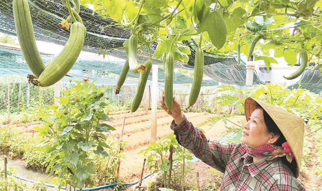 Mô hình trồng rau đạt tiêu chuẩn hữu cơ tại xã An Hòa Tây, huyện Ba Tri (Bến Tre).