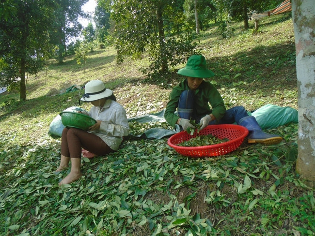 Người dân xã Sỹ Bình (Bạch Thông) thu hoạch hoa hồi.