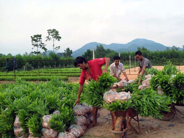 Người dân xã Ba Thành ươm giống keo lai để trồng rừng.