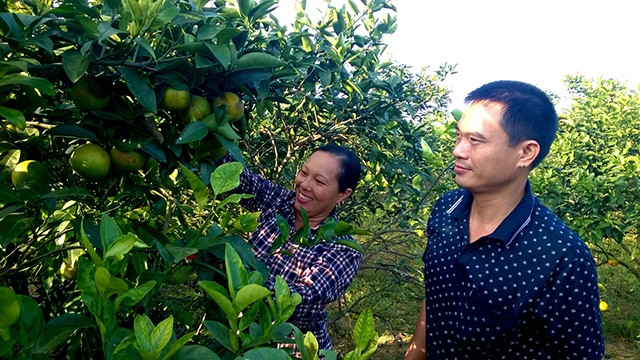 Mô hình trồng cam của gia đình anh Dương Hữu Trung ở thôn Hải Đông, xã Quảng Thành mang lại hiệu quả kinh tế cao.