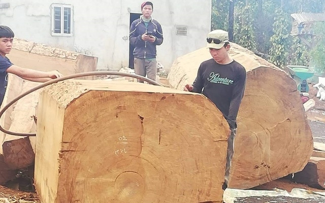 Gỗ Du Sam tang vật do các cơ quan chức năng vừa bắt giữ trên lâm phần của Công ty Đức Hòa. 