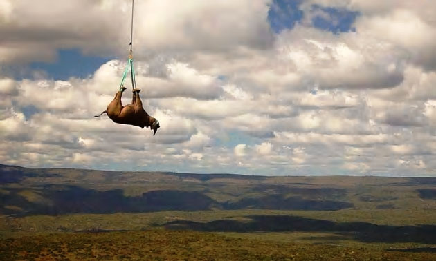 20 cá thể tê giác đen sẽ được tái thả vào tự nhiên ở Rwanda.