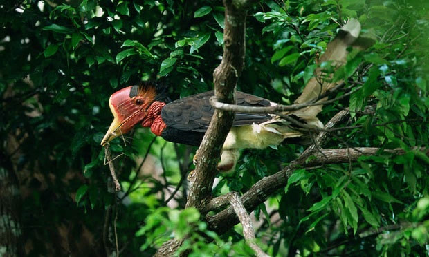 Chim hồng hoàng có phân bố hẹp.