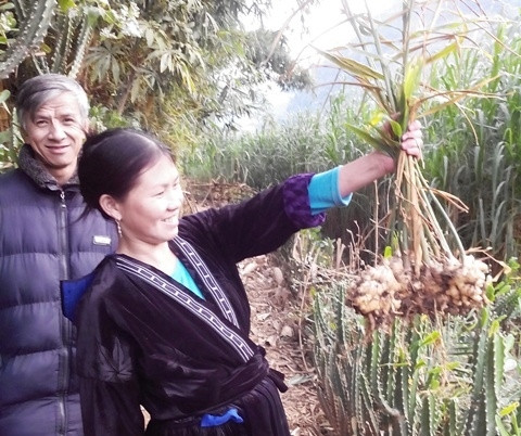 Niềm vui thu hoạch gừng trâu của người dân bản Khuổi Bẻ, xã Bộc Bố, huyện Pác Nặm.