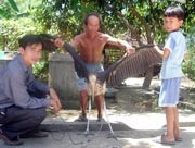 Bố con ông Văn Đức Ninh
bận rộn từ ngày có chim quý.