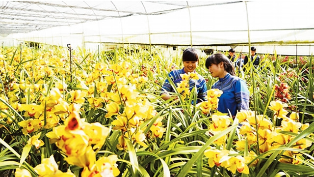 Mô hình trồng hoa ứng dụng công nghệ cao tại huyện Bắc Hà (Lào Cai). Ảnh: NGỌC BẰNG