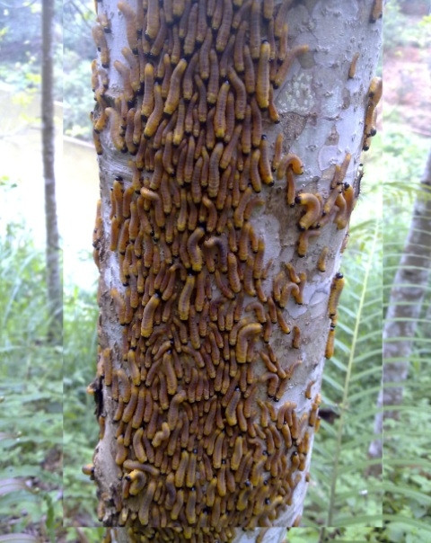 Sâu ong gây hại rừng trồng với mật độ lớn, “bẫy vàng” và thuốc trừ sâu không đem lại hiệu quả như mong muốn.